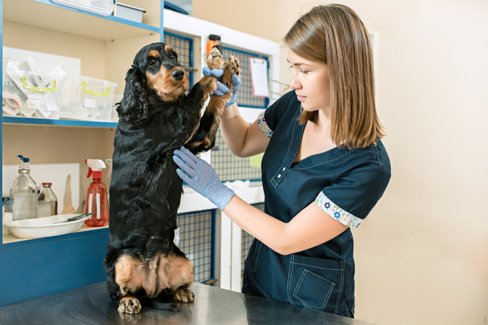 ძუძუს კიბო ძაღლებში: იცოდეთ სიმპტომები, მკურნალობა და როგორ ავიცილოთ თავიდან