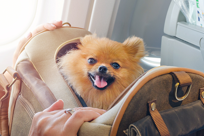 Bilet lotniczy dla szczeniaka: ile kosztuje i jak kupić