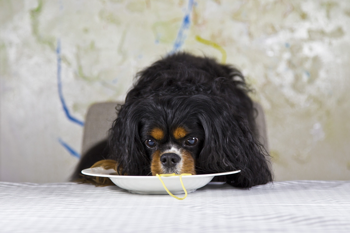 子犬が麺類を食べられるかどうか調べる