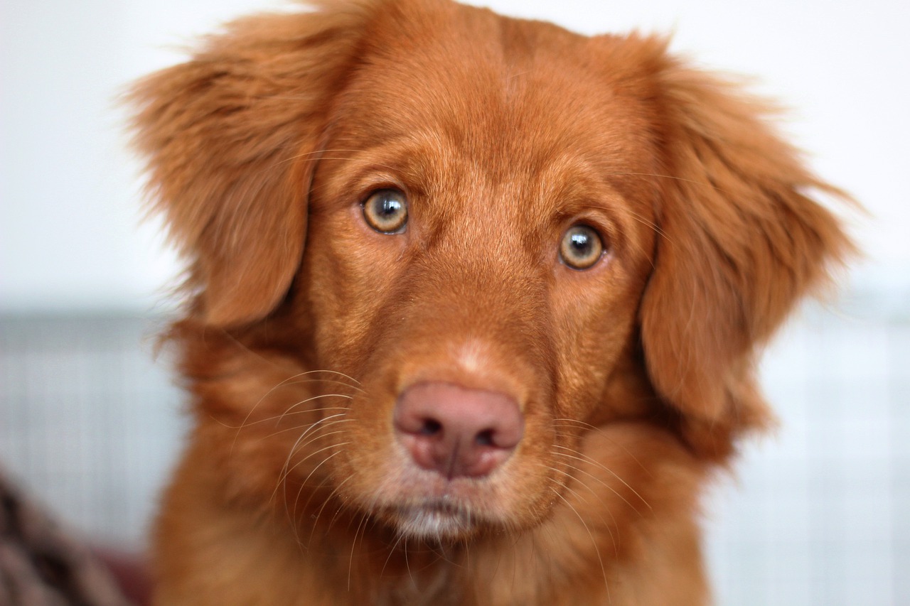 Abscesos en perros: causas y tratamiento