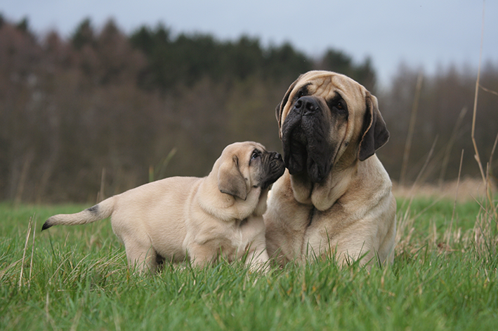 Mastiff: lær mer om denne gigantiske vakthunden