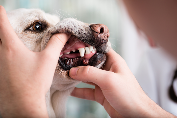 Wie alt werden Hunde, die ihre Zähne im Alter verlieren?
