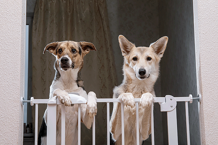 Ohrady pre šteňatá: kedy a ako ich používať