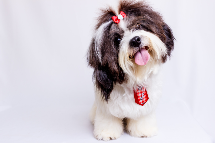 Hundefrisur: Welche Frisur passt zu Ihrem Haustier?