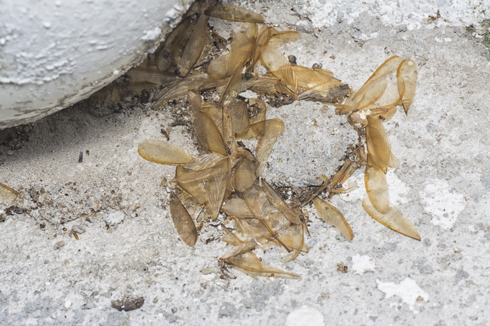 Otrov termita: Šta treba da znate