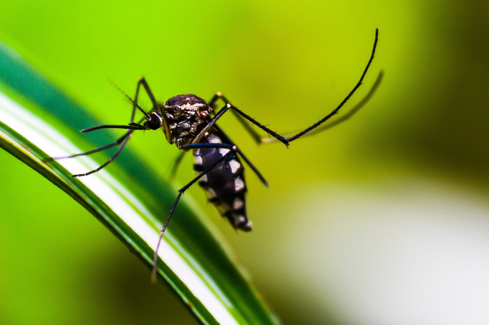 Hur man skrämmer bort myggorna: notera tipsen!