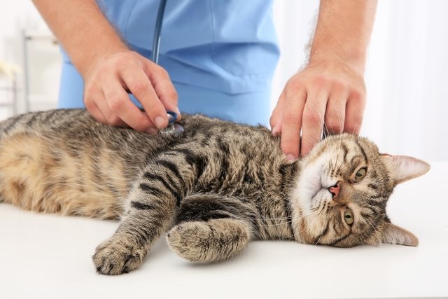 Choroby prenášané mačkami: zistite, ktoré to sú