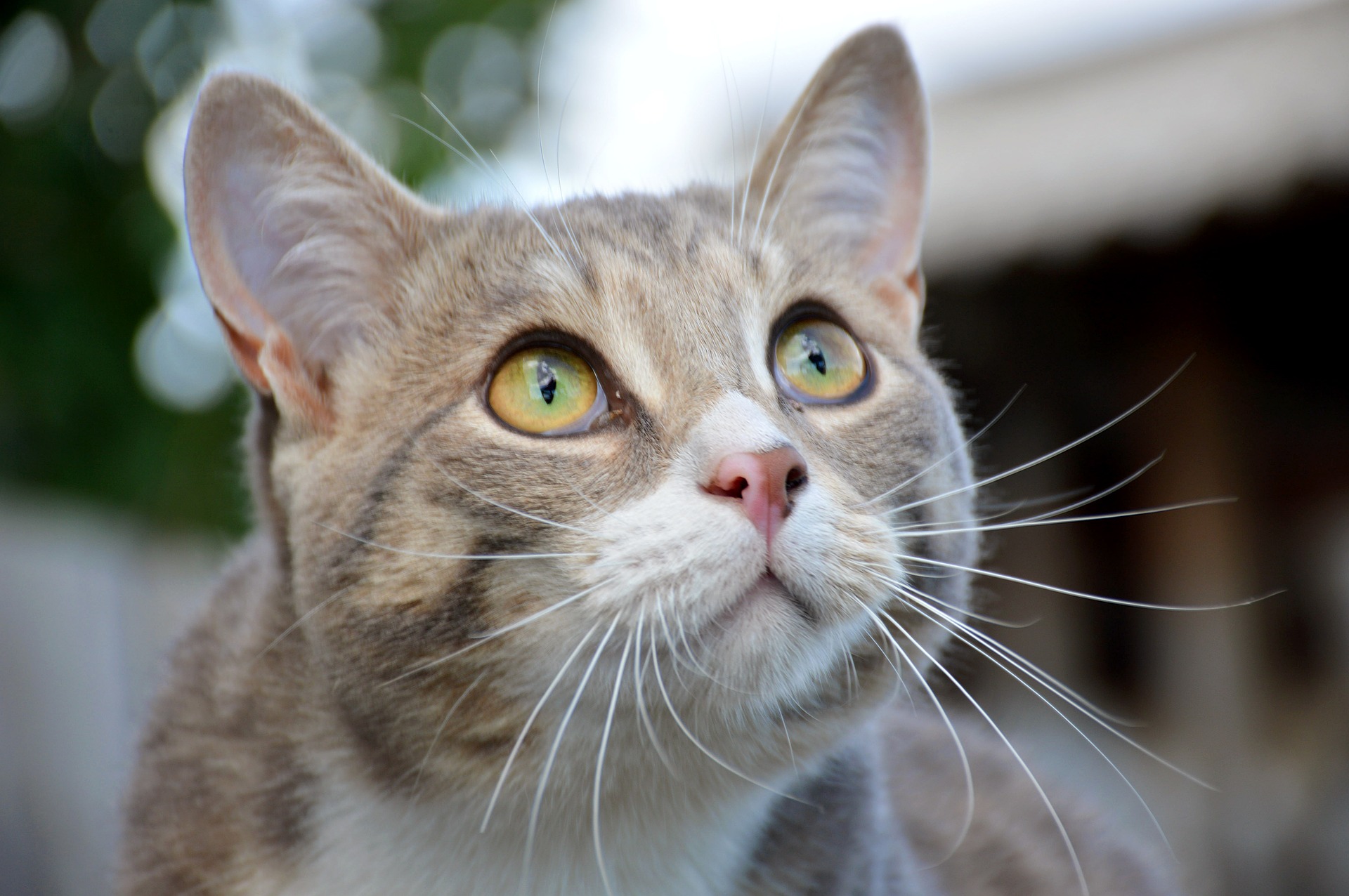 Wie oft sollten Katzen mit Entwurmungstabletten behandelt werden?