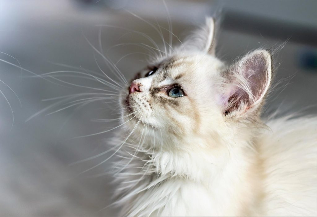 Tillskott för katter: hemligheten bakom ett hälsosamt liv