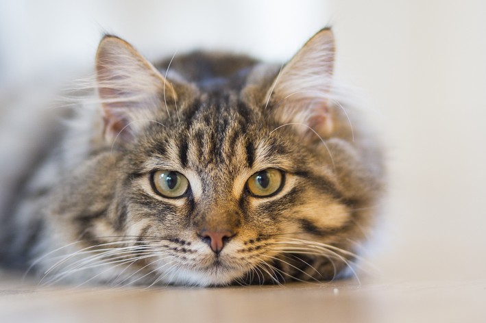 Broncodilatadores para gatos: qué son y cómo utilizarlos
