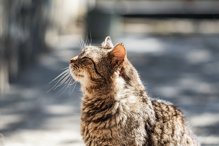 El gato más viejo del mundo: ¿cómo hacer que su mascota conquiste esta posición?