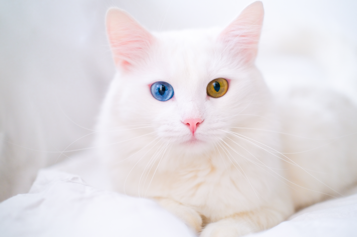 你知道如何识别白化病猫吗？ 现在就来了解一下！