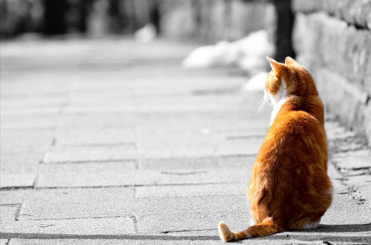 Katt med skilpaddeskala: forstå hva det er