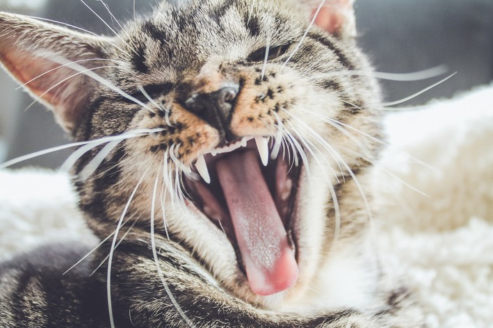 Gatos con mal aliento: 3 formas de cuidar la salud bucal de tu mascota