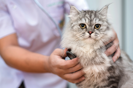 Südamehaigused kassidel: kuidas hoolitseda oma lemmiklooma südame eest