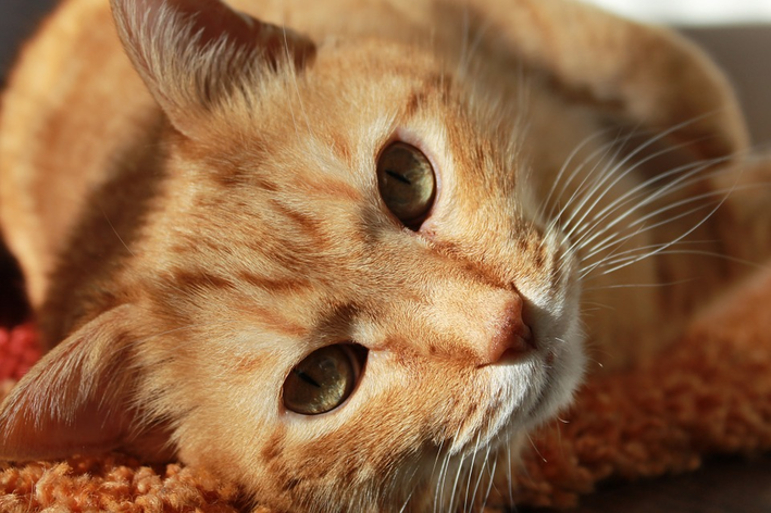 Micosis en gatos: conozca los síntomas y tratamientos