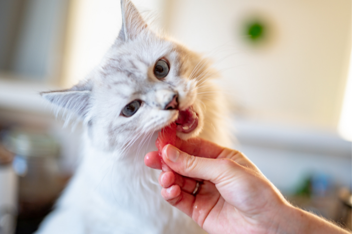 Çfarë t'i japim për të ngrënë një mace kur nuk ka ushqim: 10 ushqime të lëshuara