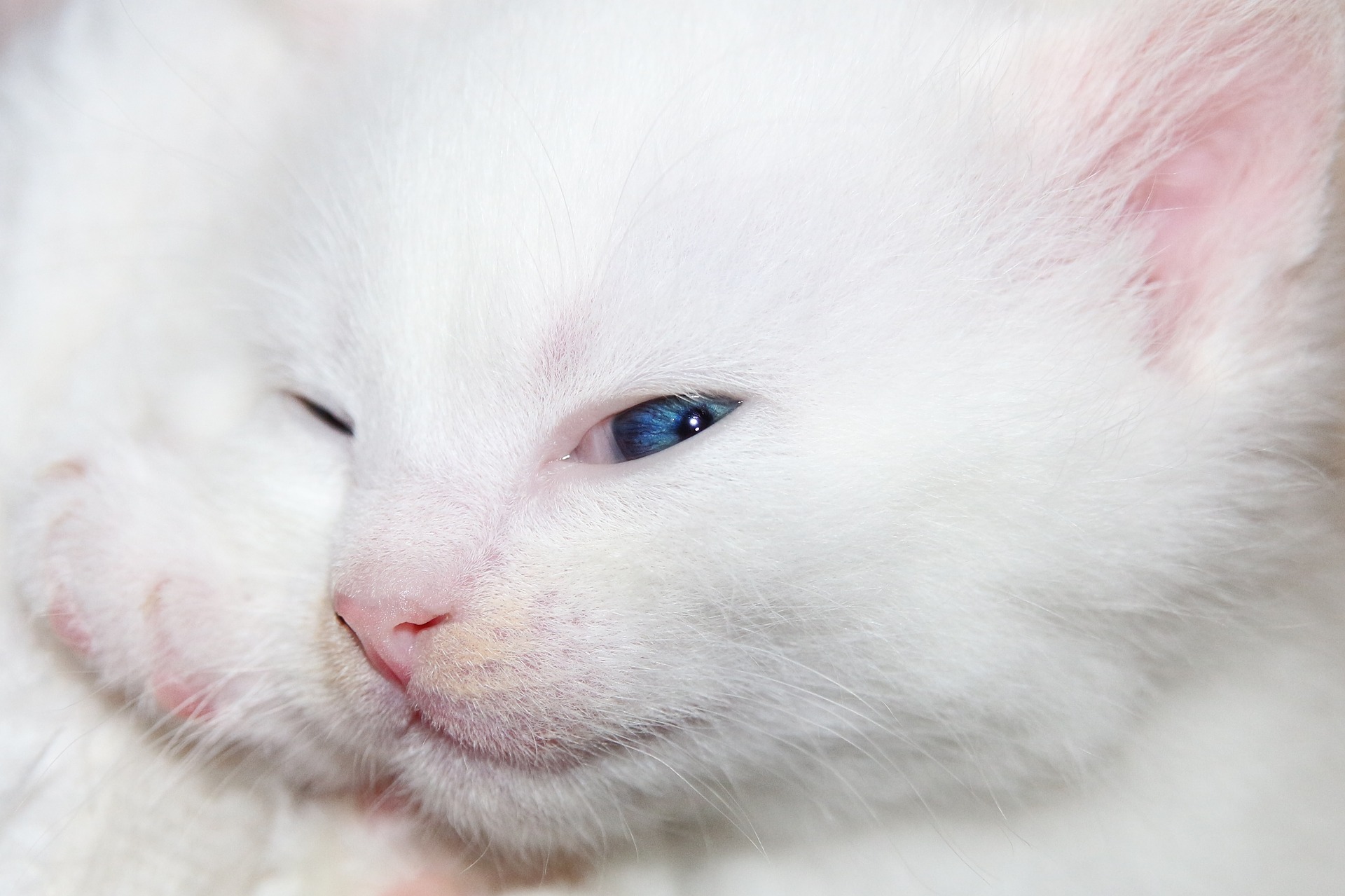 Sužinokite, kaip išvalyti kačiuko akis