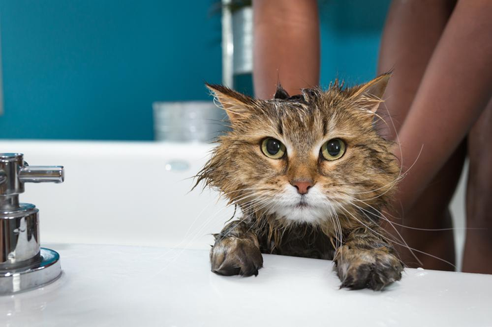 Научете на колко години можете да къпете котката си