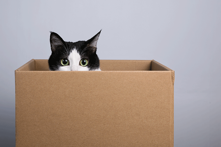 Wie kann man aus Pappkartons Spielzeug für Katzen herstellen?