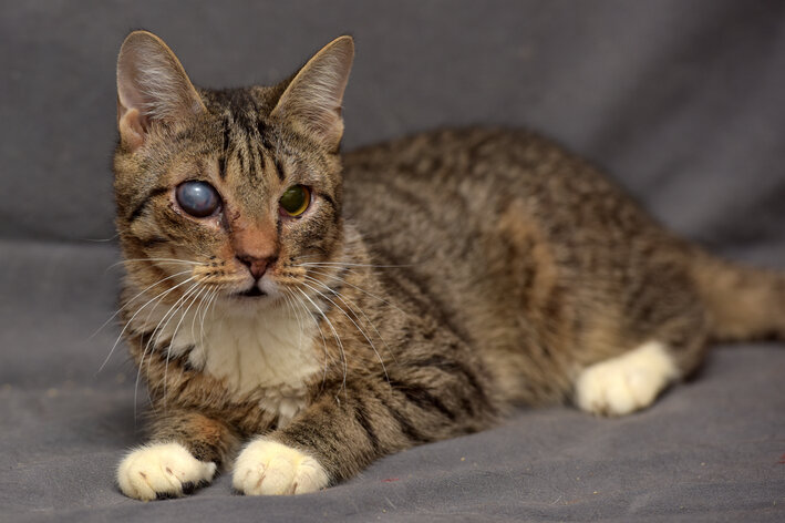 Grauer Star bei Katzen: Erkennung und Behandlung