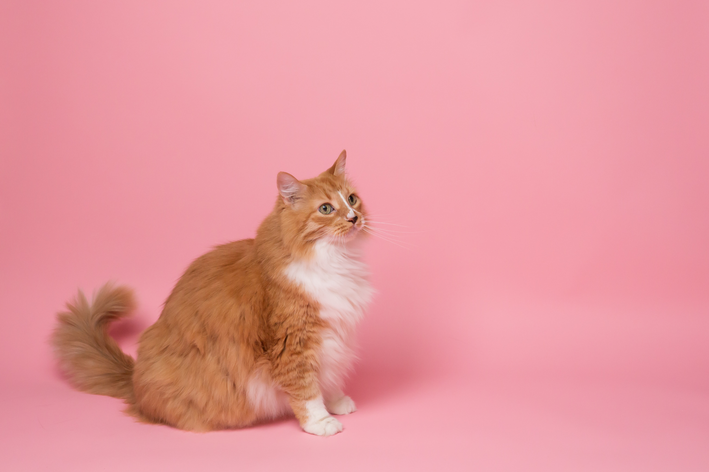 Splenomegalie bij katten: wat het is en hoe het te behandelen