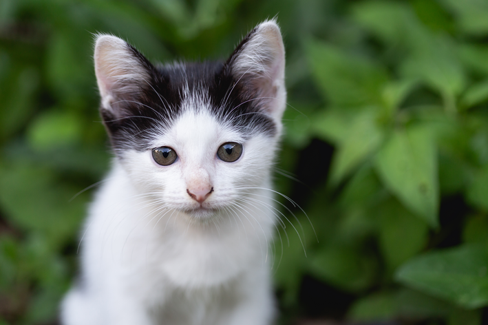 Kassi uveiit: tea, mis see on ja kuidas oma kassi ravida