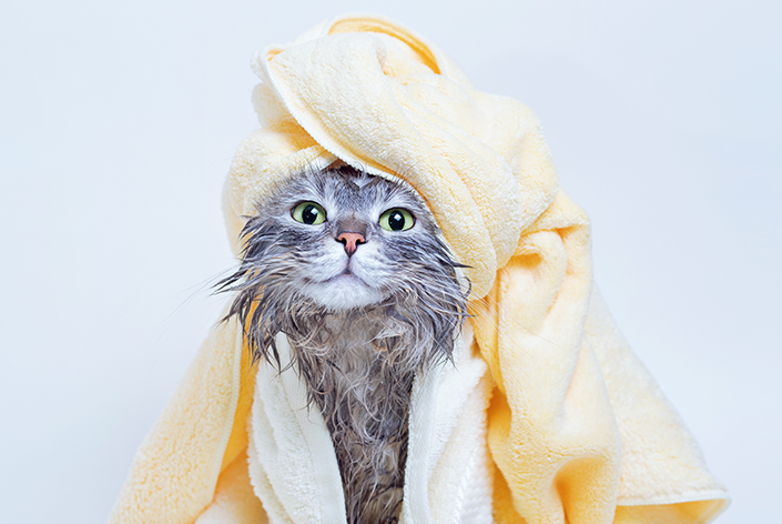Como bañar un gato?