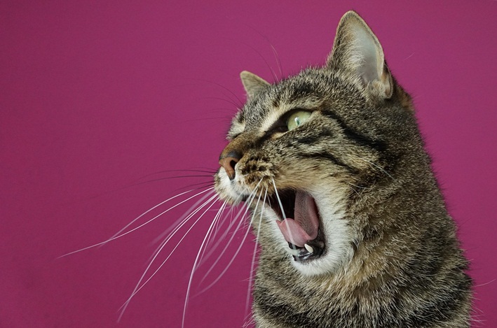 Vzteklina u mačiek: poznajte príznaky a ako chorobe predchádzať