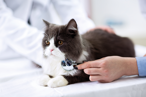 猫の肝リピドーシス：この病気についてすべて知る