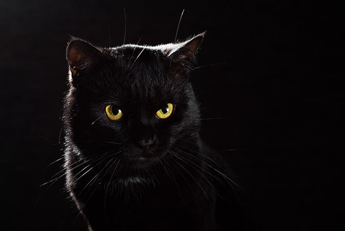 Czy czarny kot przynosi pecha? Skąd pochodzi ta legenda?