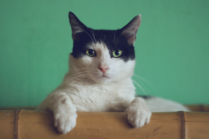 Kissan mato: oireet, miten estää, hoito ja kaikki siitä