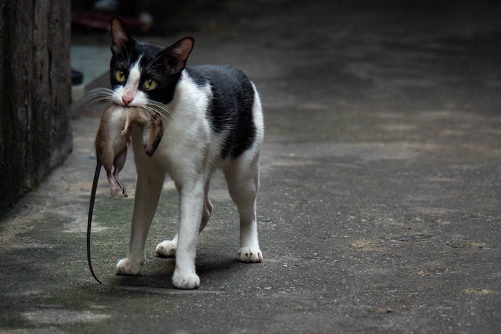 猫がネズミを食べる？