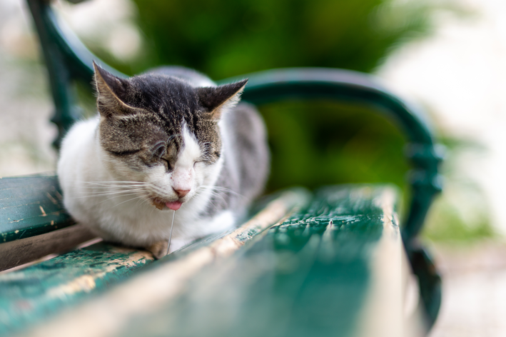 Espuma que babea el gato: sepa qué significa y cómo ayudar a su mascota