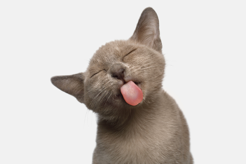 Kattmemes: 5 roligaste memes om husdjur