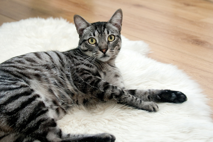 Mačka koja piški krv: šta to može biti i kako liječiti problem?
