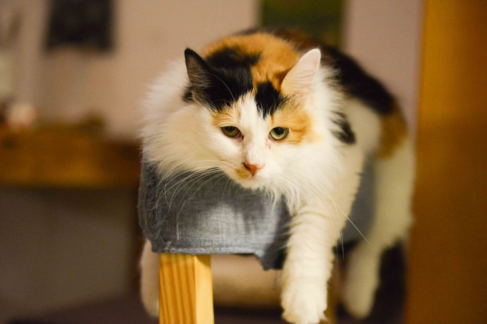 Abses pada kucing: apakah itu dan bagaimana untuk mengelakkan nodul pada kucing