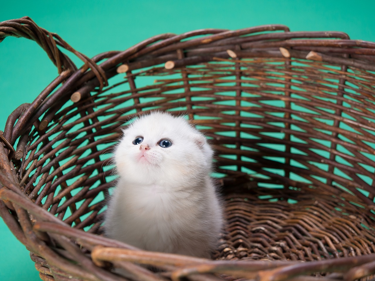 Як доглядати за новонародженим кошеням: повний посібник