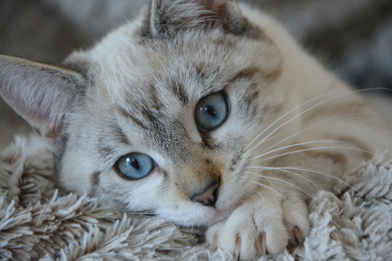Lipoma kod mačaka: što je to i kako se brinuti