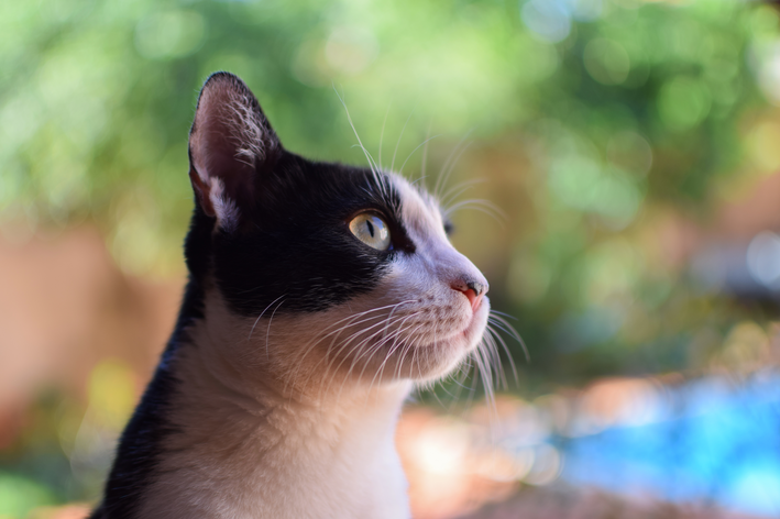 Gato blanco y negro: conozca a Frajola