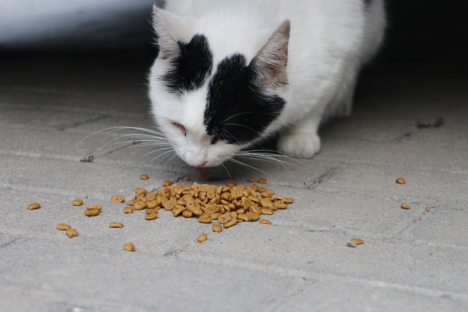 ببینید گربه شما باید چند بار در روز غذا بخورد