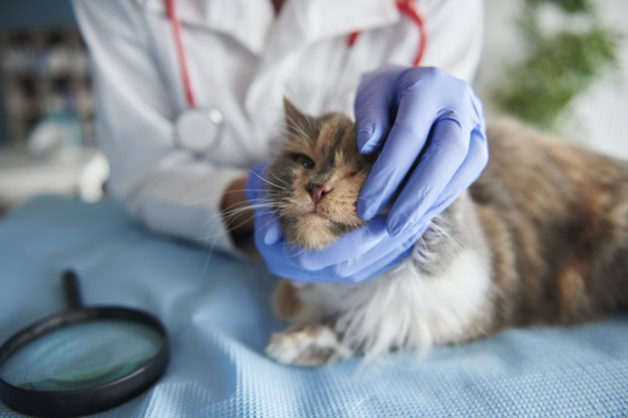 猫マイコプラズマ症：その正体と愛猫を守る方法