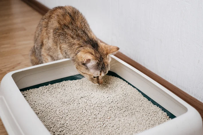 Pelajari cara membersihkan kotak kotoran kucing dengan benar