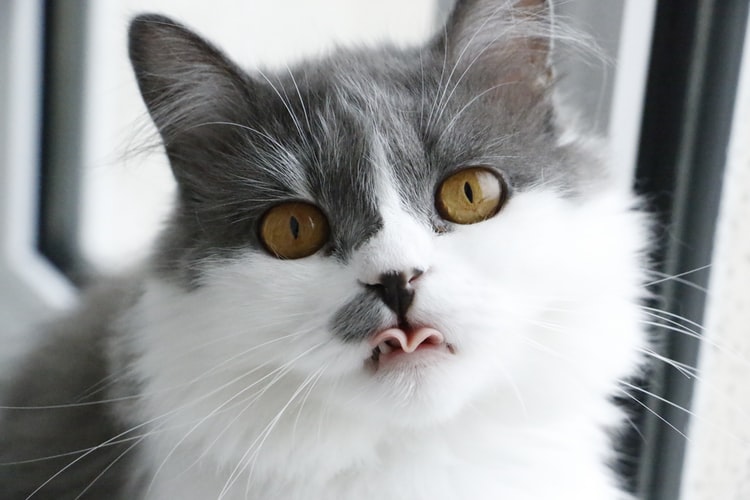 Je li mačka loša vezana za vlasnika? razumjeti ovo ponašanje