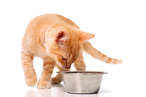 Kastrerad kattmat: hur man undviker fetma hos husdjur