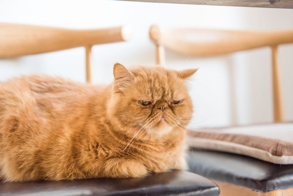 Atraskite Garfield katės veislę ir jos savybes