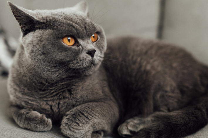 English Shorthair Cat: γνωρίστε τη βρετανική κοντότριχη γάτα