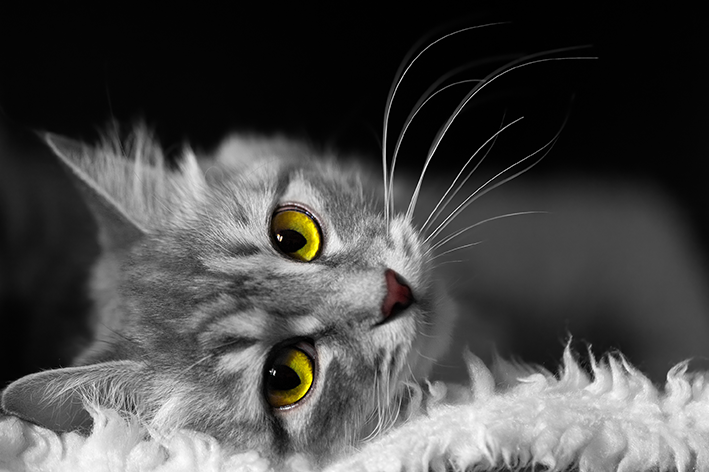 5 pasem sivih mačk, v katere se boste zaljubili