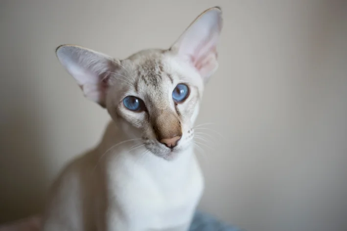 귀가 긴 고양이: 아름다운 오리엔탈 쇼트헤어에 대한 모든 것을 알고 있습니다.