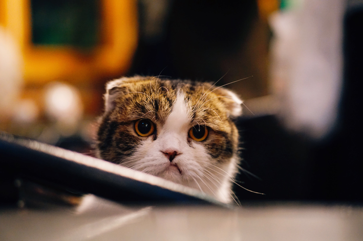 Тужна мачка: зна да препозна и брине